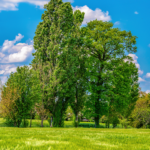 Mantova - Soave